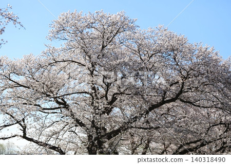 盛開在春天公園的染井吉野櫻花 盛開在春天公園的染井吉野櫻花 140318490