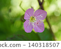 Evening Primrose ① 140318507