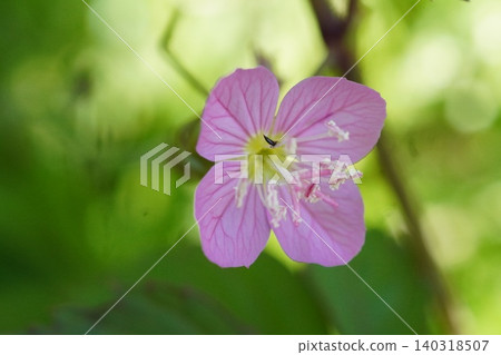 月見草① 140318507