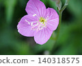 Evening Primrose ② 140318575
