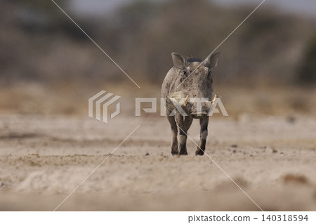 Warthog at a waterhole 140318594