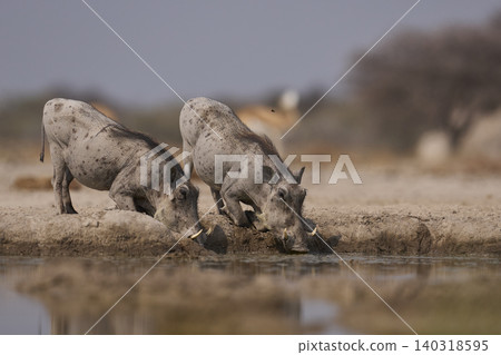 Warthog at a waterhole Warthog at a waterhole 140318595