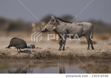 Warthog at a waterhole Warthog at a waterhole 140318596