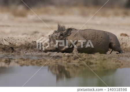 Warthog at a waterhole Warthog at a waterhole 140318598