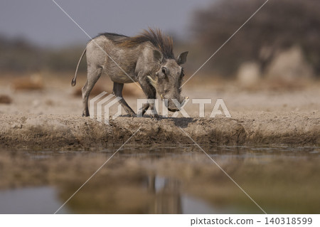 Warthog at a waterhole Warthog at a waterhole 140318599