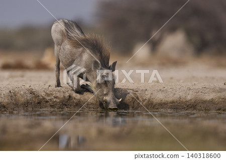 Warthog at a waterhole Warthog at a waterhole 140318600