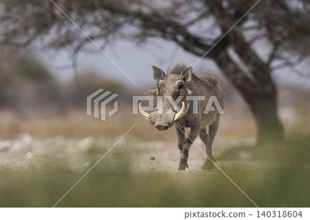 Warthog at a waterhole Warthog at a waterhole 140318604