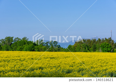瀧川油菜花節:北海道空知市廣闊的油菜花田 瀧川油菜花節:北海道空知市廣闊的油菜花田 140318621