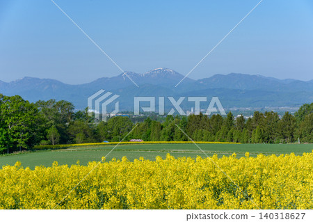 瀧川油菜花節:北海道空知市廣闊的油菜花田 瀧川油菜花節:北海道空知市廣闊的油菜花田 140318627