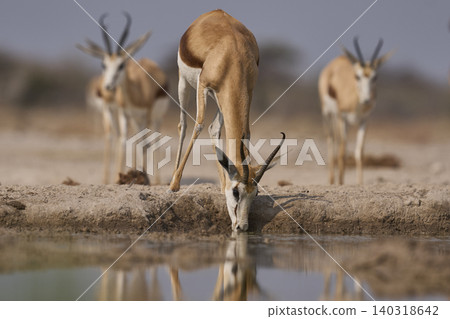 Springok at a waterhole Springok at a waterhole 140318642