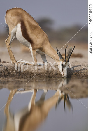 Springok at a waterhole Springok at a waterhole 140318646