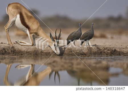 Springok at a waterhole Springok at a waterhole 140318647