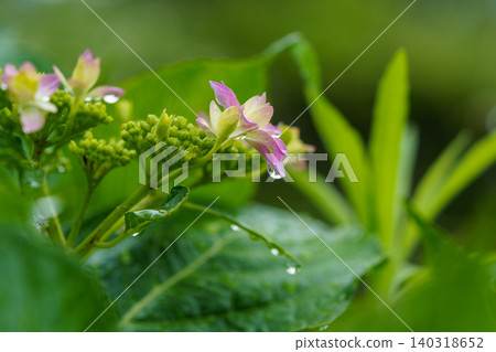 雨滴在繡球花葉片和初夏的綠色植物上閃閃發光。 140318652