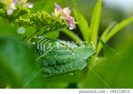 雨滴在繡球花葉片和初夏的綠色植物上閃閃發光。 140318653
