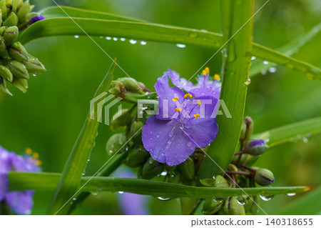 一張特寫照片,展示了一朵沾滿雨滴和露水的紫露草花。 一張特寫照片,展示了一朵沾滿雨滴和露水的紫露草花。 140318655