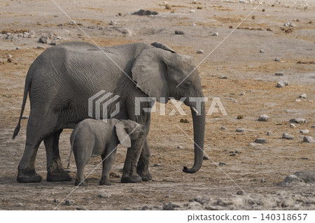 Female African Elephant with calf Female African Elephant with calf 140318657