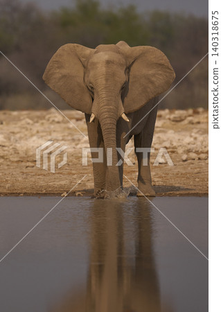 African elephant at a waterhole 140318675