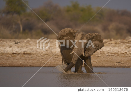 African elephant at a waterhole African elephant at a waterhole 140318676