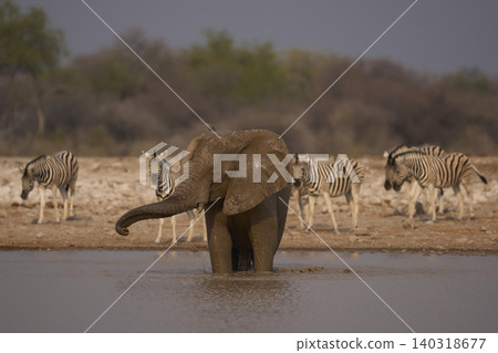 African elephant at a waterhole African elephant at a waterhole 140318677