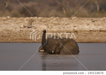 African elephant at a waterhole African elephant at a waterhole 140318678
