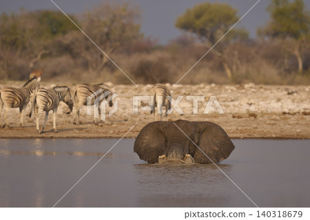 African elephant at a waterhole African elephant at a waterhole 140318679