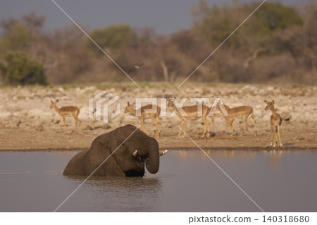 African elephant at a waterhole African elephant at a waterhole 140318680