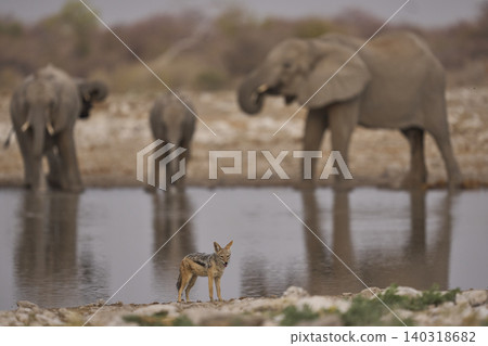 African elephant at a waterhole 140318682
