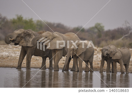 African elephant at a waterhole African elephant at a waterhole 140318683