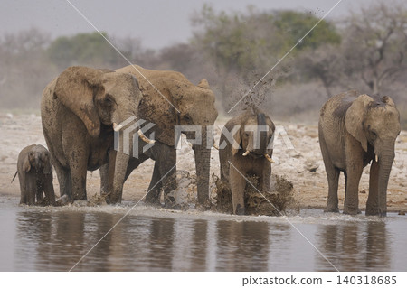 African elephant at a waterhole African elephant at a waterhole 140318685