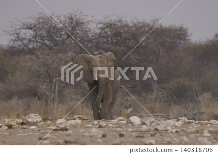 Group of African Elephants heading to a waterhole Group of African Elephants heading to a waterhole 140318706