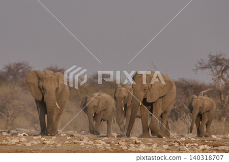 Group of African Elephants heading to a waterhole Group of African Elephants heading to a waterhole 140318707