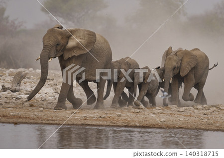 Group of African Elephants heading to a waterhole Group of African Elephants heading to a waterhole 140318715