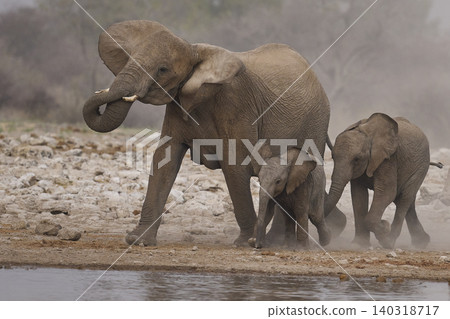 Group of African Elephants heading to a waterhole Group of African Elephants heading to a waterhole 140318717