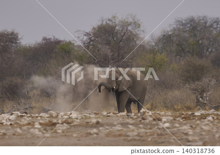 African elephant dusting African elephant dusting 140318736