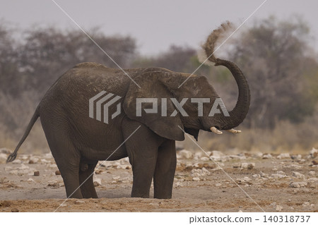 African elephant dusting African elephant dusting 140318737
