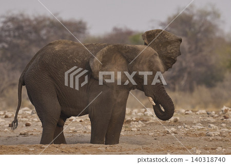 African elephant dusting African elephant dusting 140318740