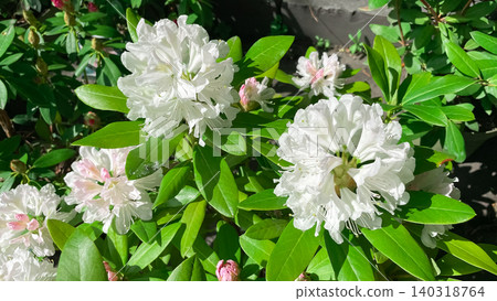 Beautiful white rhododendron flowers blooming on a lush green shrub in spring Beautiful white rhododendron flowers blooming on a lush green shrub in spring 140318764