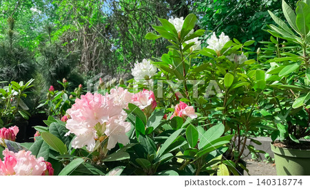 Gentle pink and white rhododendron flowers blooming on a lush green bush in spring Gentle pink and white rhododendron flowers blooming on a lush green bush in spring 140318774