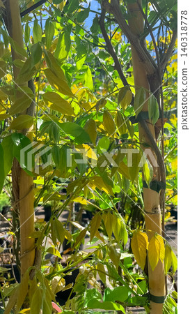 Green wisteria vines climbing up bamboo support poles in a garden nursery Green wisteria vines climbing up bamboo support poles in a garden nursery 140318778