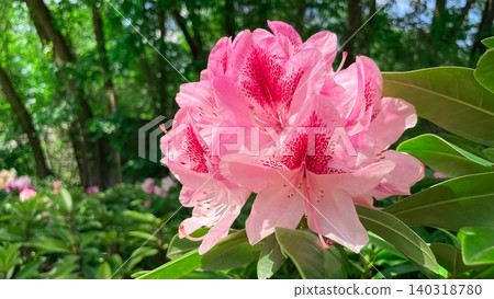 Macro shot of pink rhododendron flower cluster blooming in a park garden Macro shot of pink rhododendron flower cluster blooming in a park garden 140318780