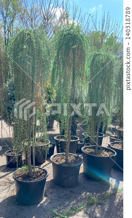 Weeping European larch trees in large black plastic pots at a garden nursery 140318789