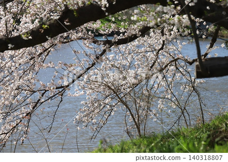 Somei-yoshino cherry blossoms blooming along the river in spring 140318807