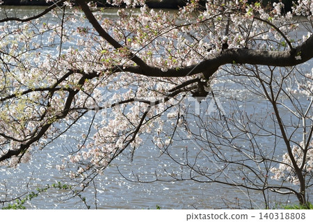 Somei-yoshino cherry blossoms blooming along the river in spring 140318808