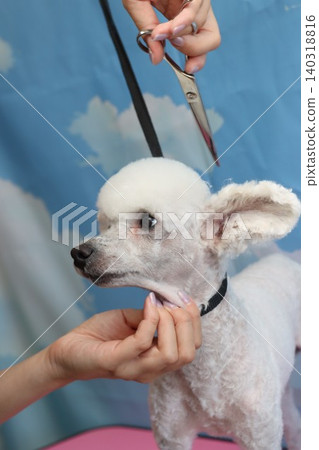 可愛的玩具貴賓犬貝利正在接受美容。 可愛的玩具貴賓犬貝利正在接受美容。 140318816
