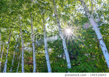 Birch trees lining the road and sunlight filtering through the leaves: A forest of fresh greenery shining in early summer in Hokkaido. Birch trees lining the road and sunlight filtering through the leaves: A forest of fresh greenery shining in early summer in Hokkaido. 140318843