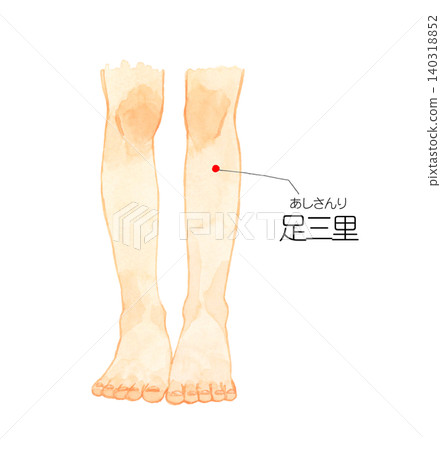 Diagram of the Zusanli acupoint (on a young woman's leg) - Hand-drawn watercolor illustration material 140318852