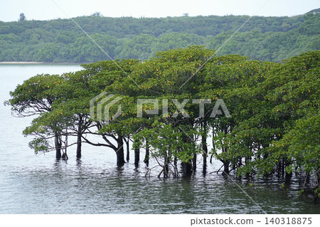 Okinawa Prefecture, Iriomote Island, Funauura Bay, Mangrove 140318875