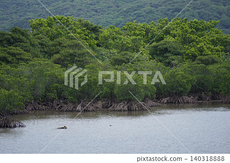 Okinawa Prefecture, Iriomote Island, Funauura Bay, Mangrove Okinawa Prefecture, Iriomote Island, Funauura Bay, Mangrove 140318888