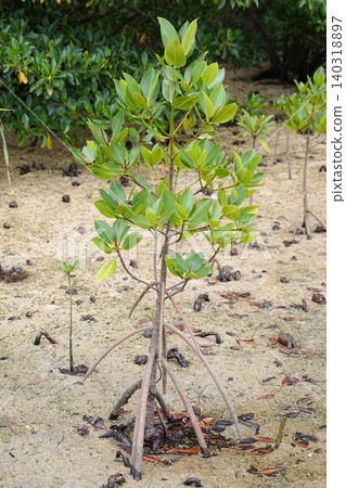 Okinawa Prefecture, Iriomote Island, Funauura Bay, Mangrove 140318897