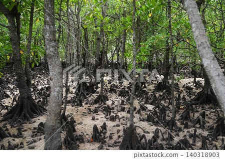 Okinawa Prefecture, Iriomote Island, Funauura Bay, Mangrove 140318903
